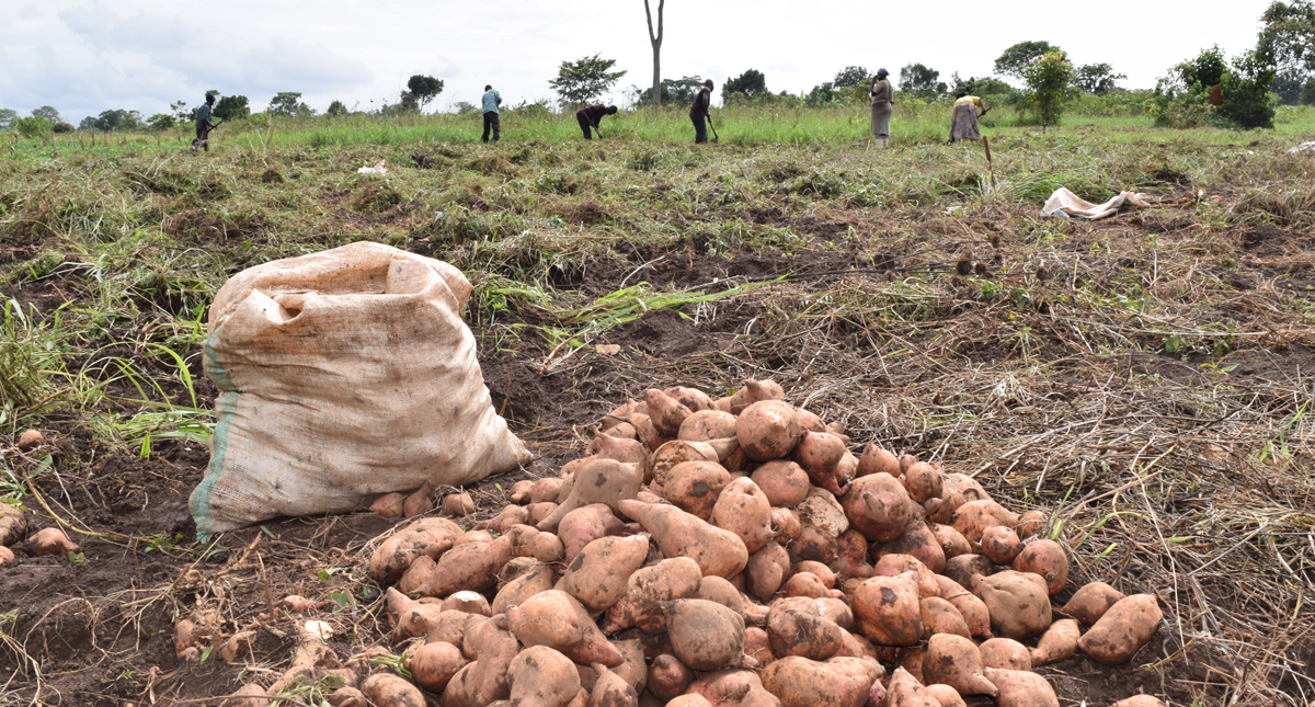 La culture de la patate douce